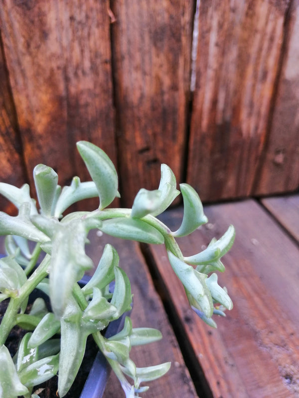 Senecio peregrinus