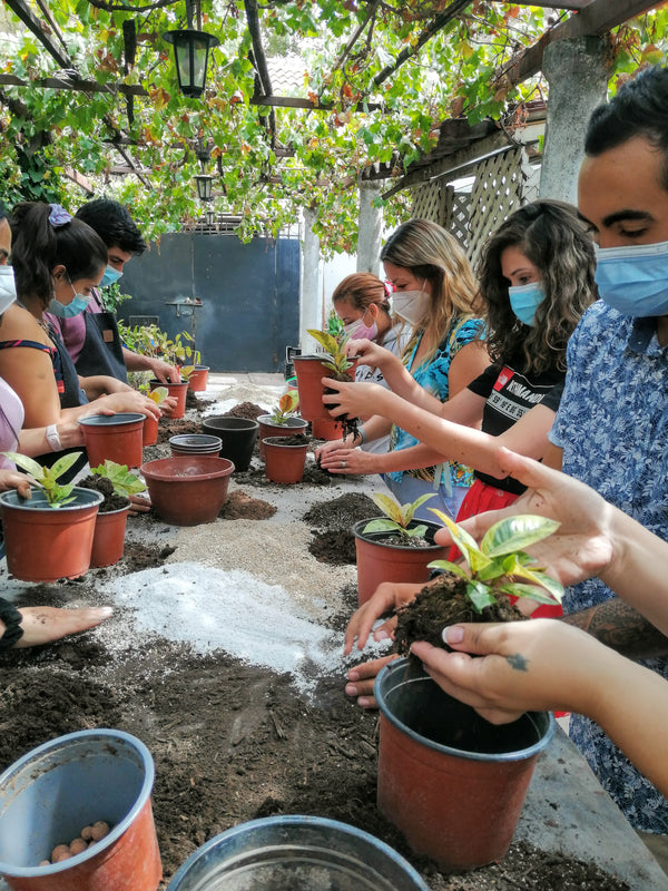 Taller Selva Urbana - Cuidado de plantas