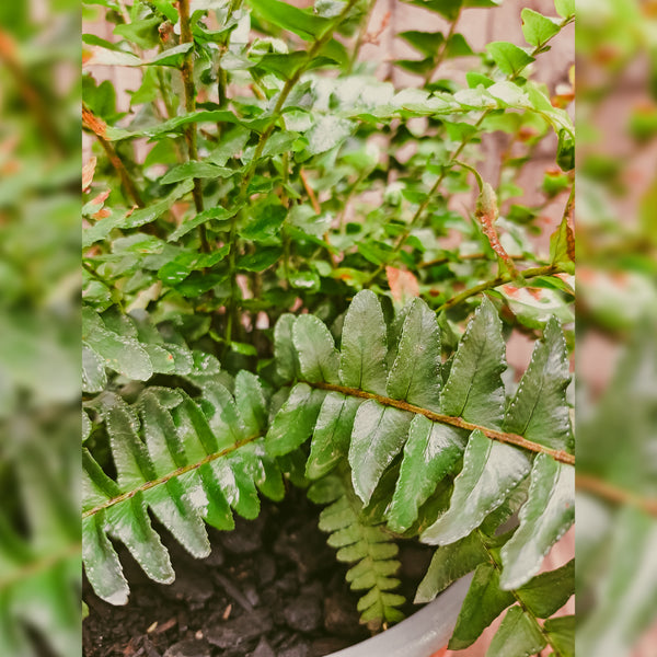 Helecho espada ( nephrolepis cordifolia) M