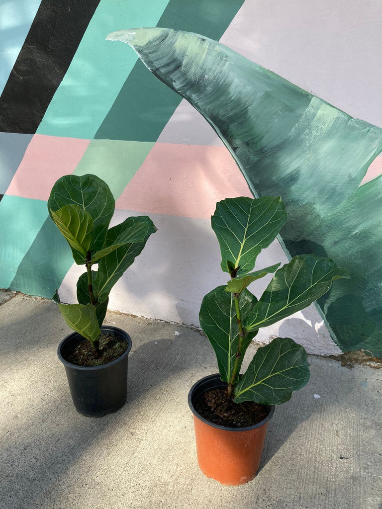Ficus Lyrata