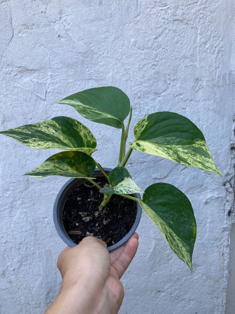 Pothus Marble queen