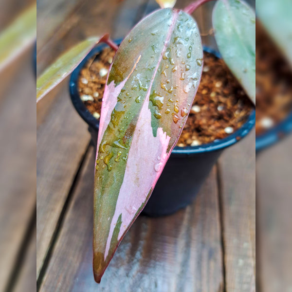 Philodendron Pink Princess